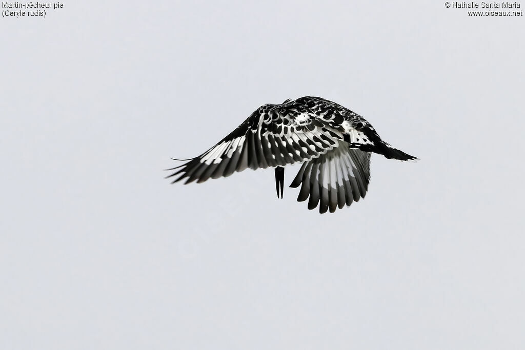 Pied Kingfisheradult, Flight, fishing/hunting