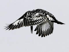 Pied Kingfisher