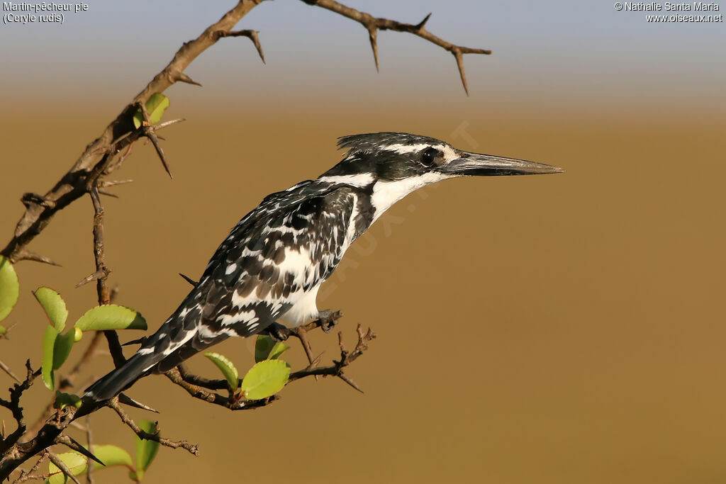 Pied Kingfisher male adult, identification, Behaviour