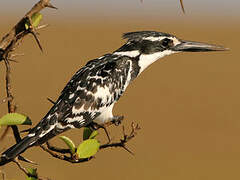 Pied Kingfisher