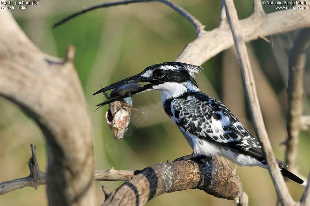 Pied Kingfisher male adult, identification, feeding habits