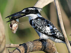 Pied Kingfisher