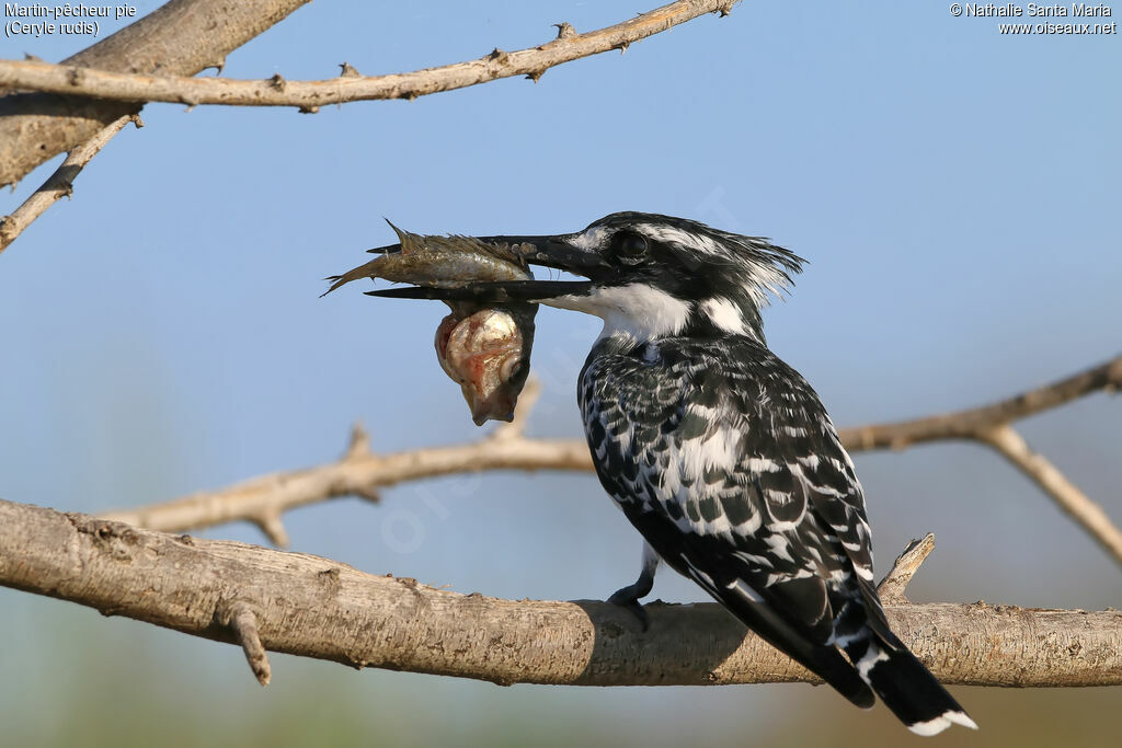 Pied Kingfisheradult, identification, feeding habits