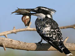 Pied Kingfisher