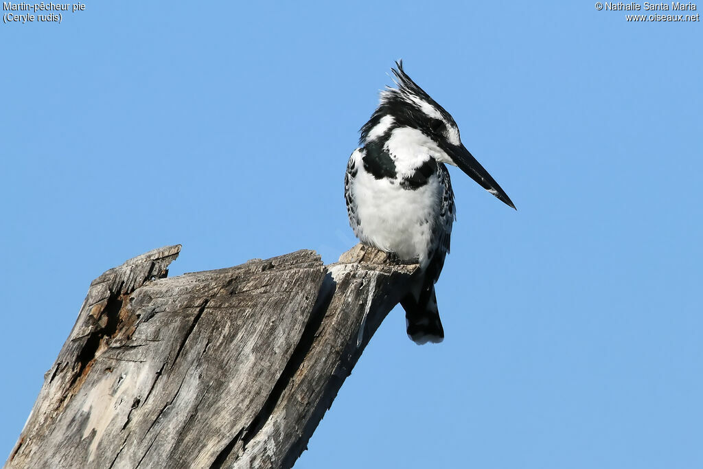 Pied Kingfisher female adult, identification