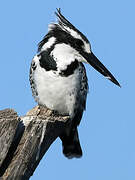 Pied Kingfisher