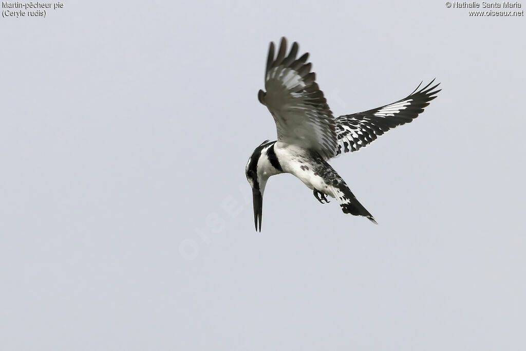 Pied Kingfisheradult, identification, Flight, fishing/hunting