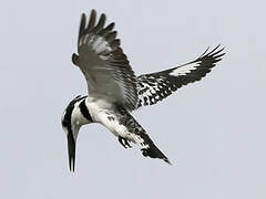 Pied Kingfisher