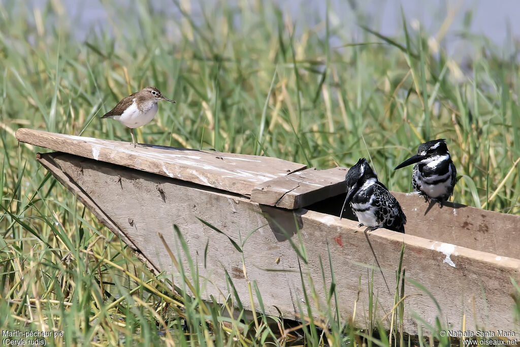 Martin-pêcheur pie mâle adulte, identification, habitat