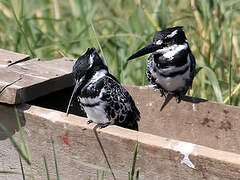 Pied Kingfisher