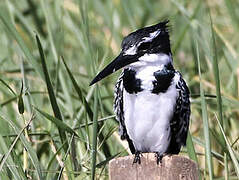 Pied Kingfisher