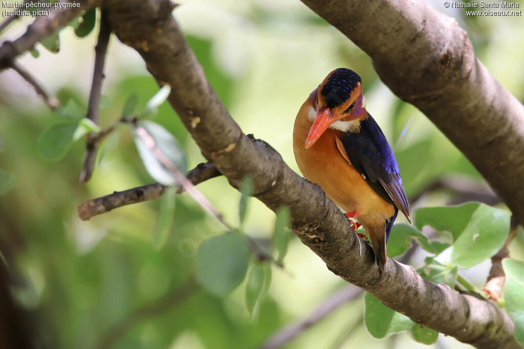 African Pygmy Kingfisheradult, identification, habitat, Behaviour