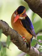 African Pygmy Kingfisher