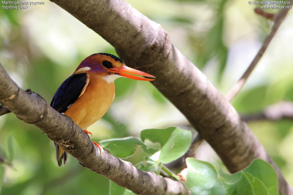 African Pygmy Kingfisheradult, identification, habitat