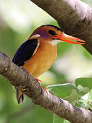 African Pygmy Kingfisher