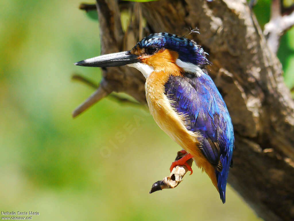 Martin-pêcheur vintsiadulte, identification