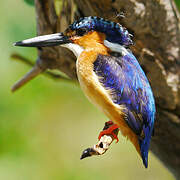 Malagasy Kingfisher