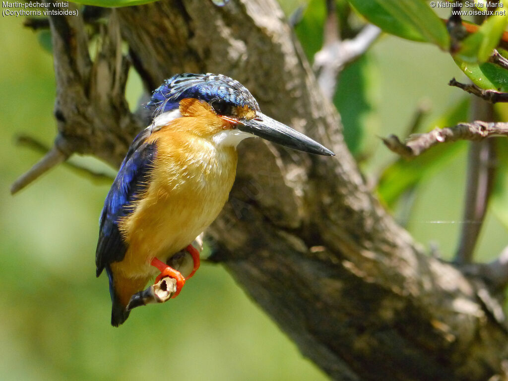 Malagasy Kingfisheradult, Behaviour