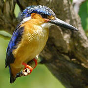 Malagasy Kingfisher