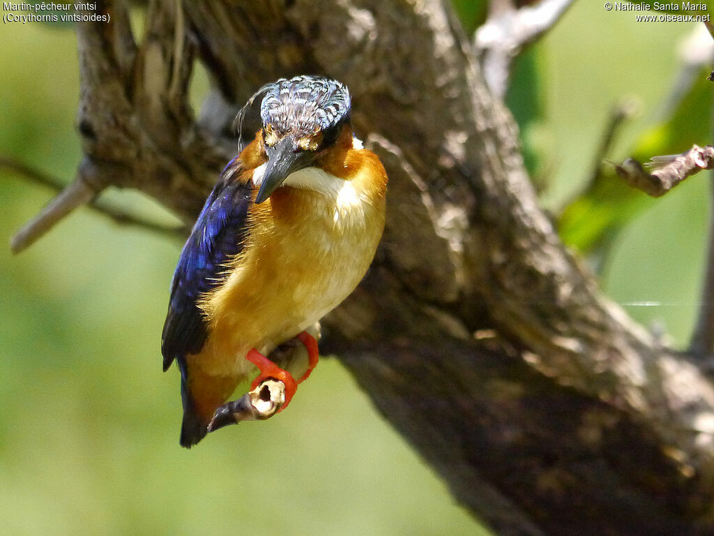 Malagasy Kingfisheradult