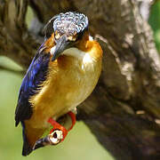 Malagasy Kingfisher