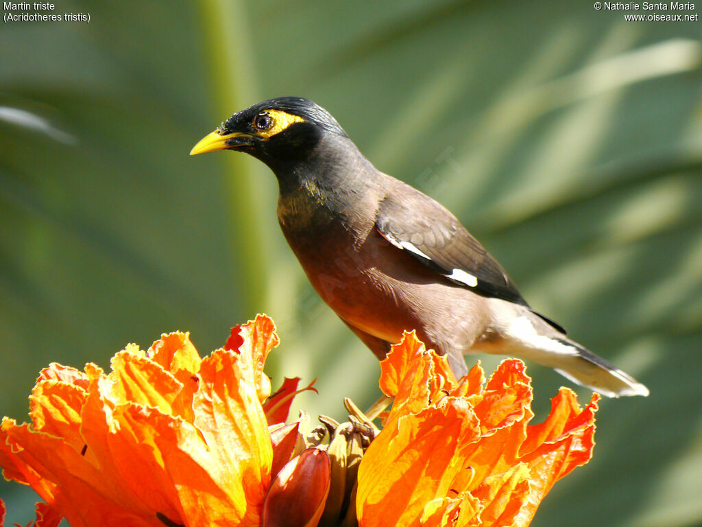 Common Mynaadult, feeding habits