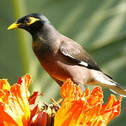 Common Myna