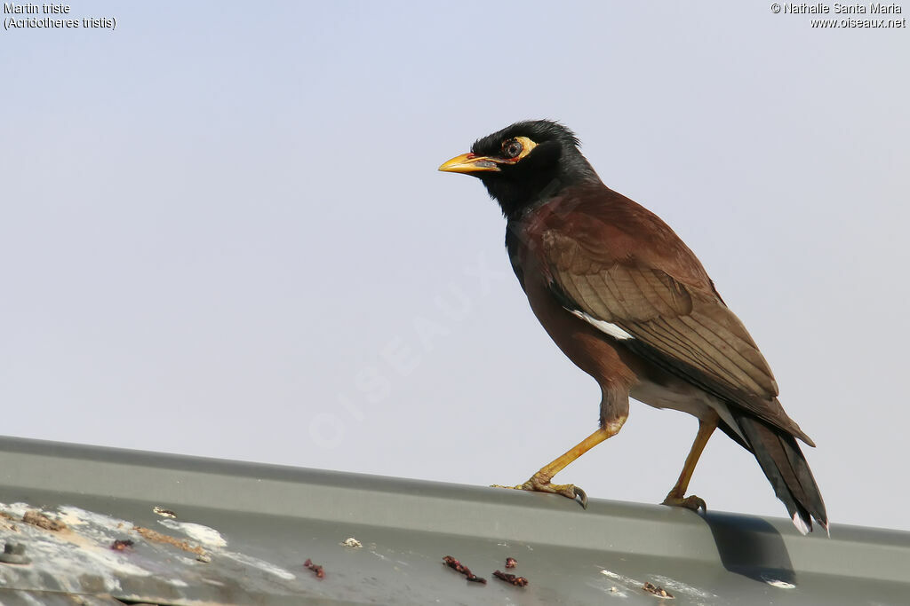 Common Mynaadult, identification