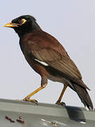 Common Myna