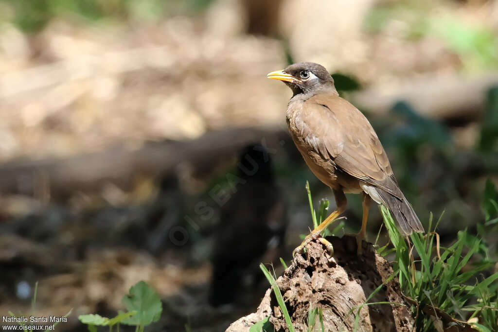 Common MynaFirst year, identification