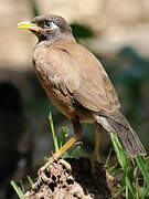 Common Myna