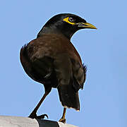 Common Myna