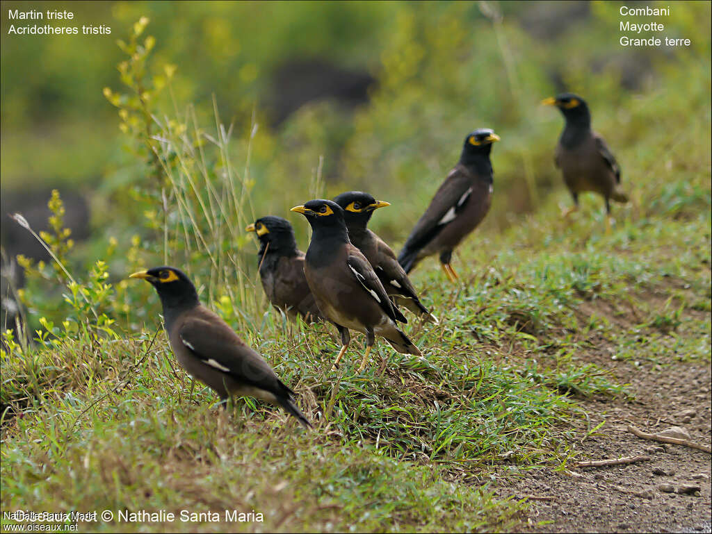 Common Mynaadult, Behaviour