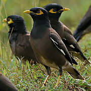 Common Myna