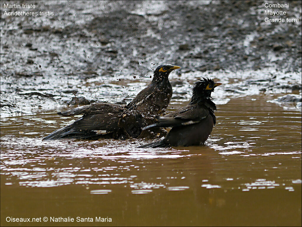 Common Mynaadult, Behaviour