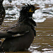 Common Myna