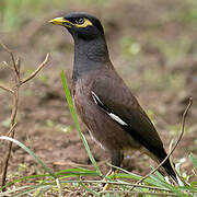 Common Myna