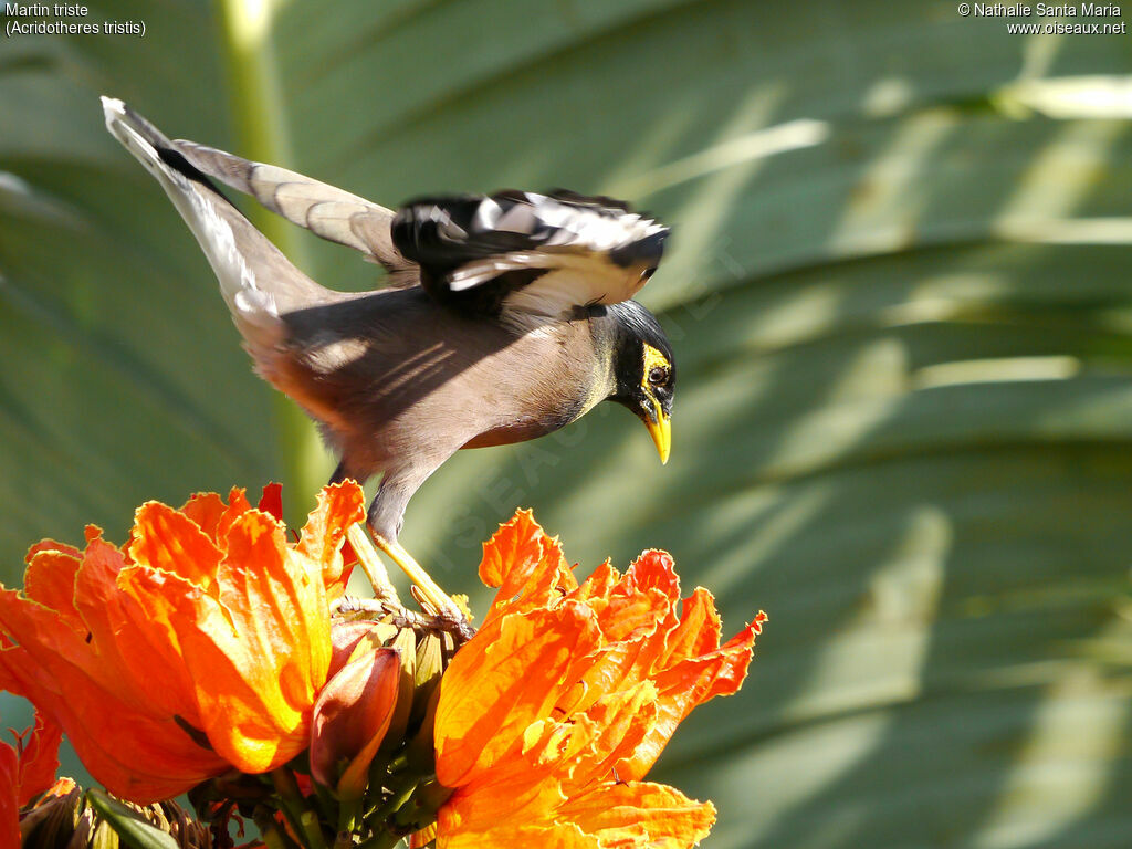 Common Mynaadult, Behaviour