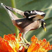 Common Myna