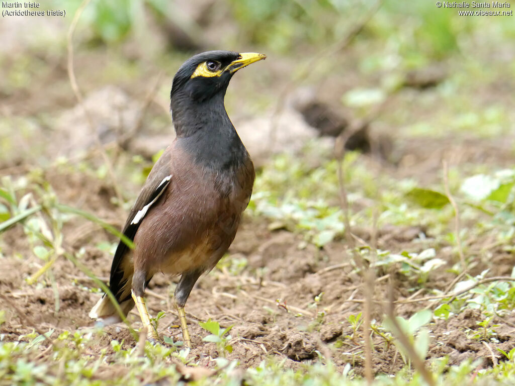 Common Mynaadult