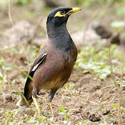 Common Myna