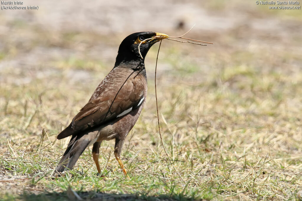 Common Mynaadult, identification, Reproduction-nesting