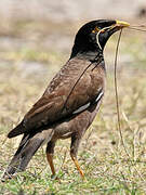 Common Myna