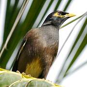 Common Myna