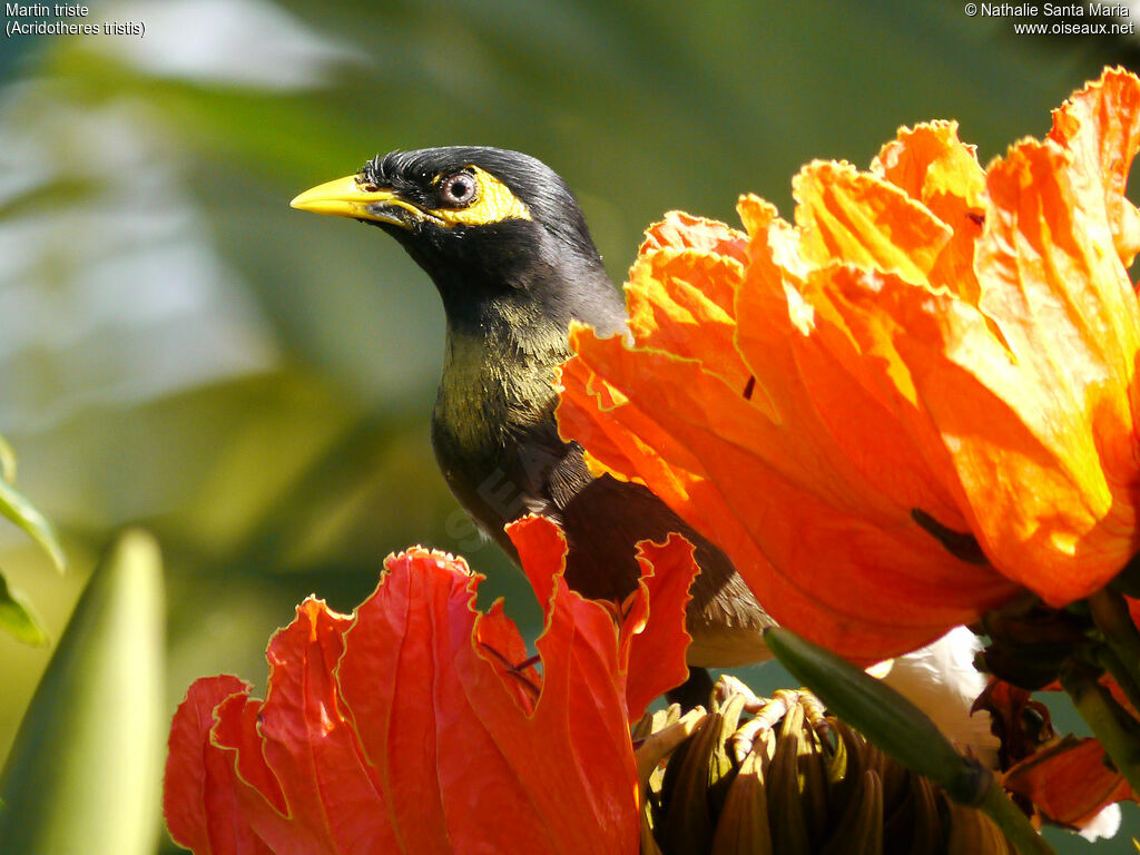 Common Mynaadult, feeding habits