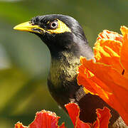 Common Myna