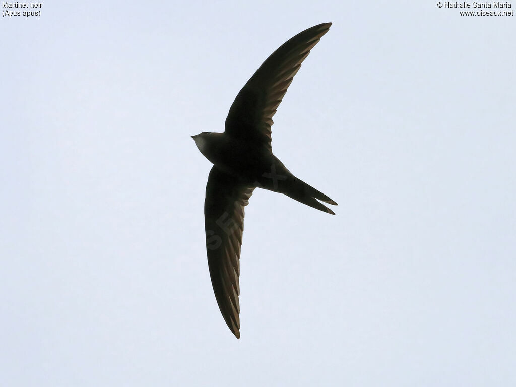 Common Swiftadult, identification, Flight, Behaviour