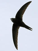 Common Swift