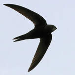 Martinet noir