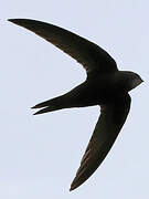 Common Swift